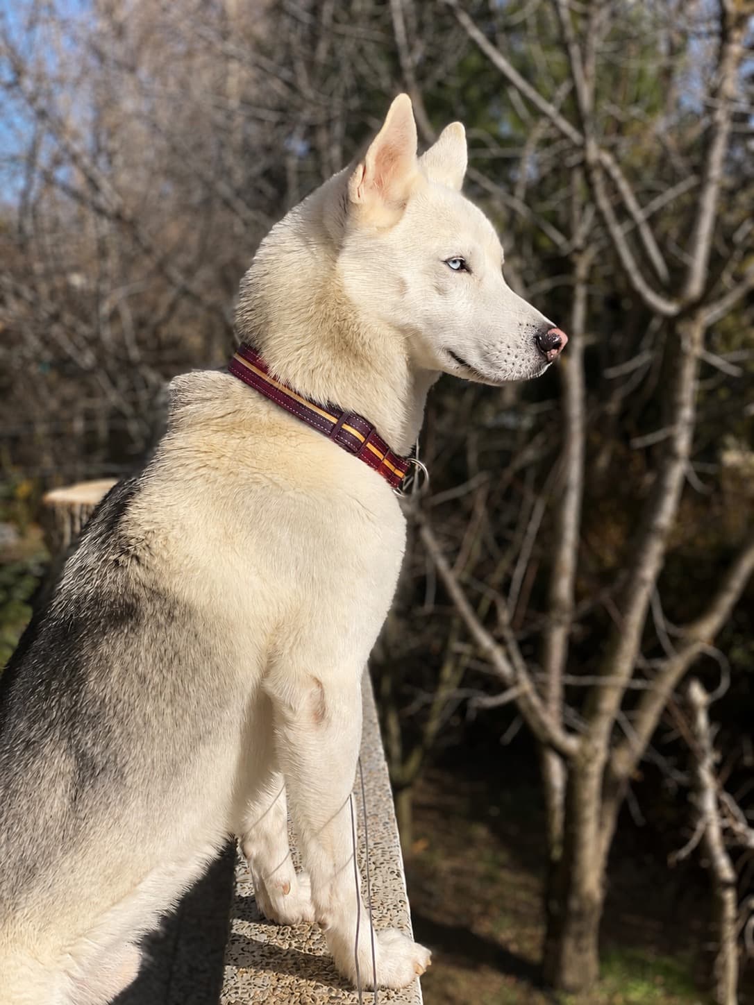 Husky en pleine transition alimentaire