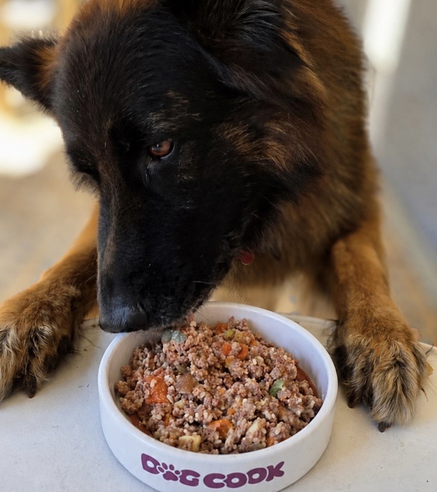 Un chien qui savoure son repas Dogcook